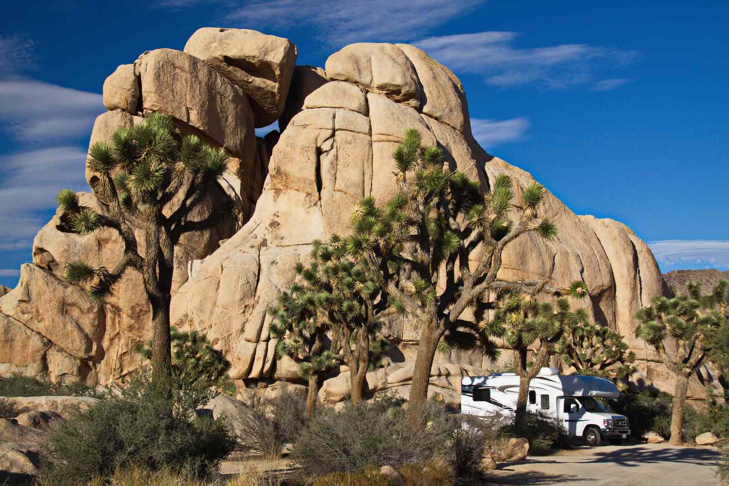 Embracing the Desert Wilds: Best Time to Camp in Joshua Tree