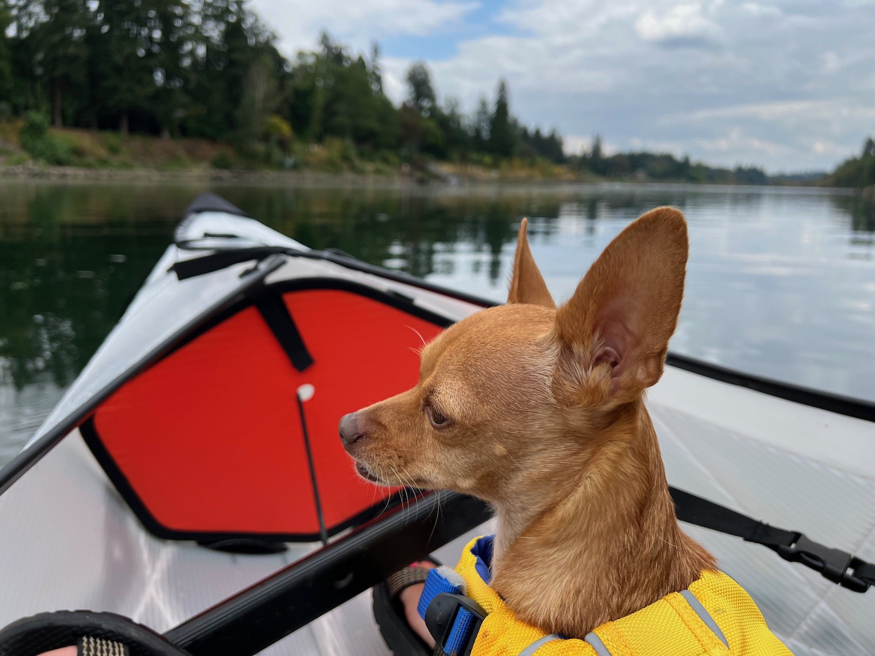 Paddling Pals: Kayaking with a dog, your Canine Companion