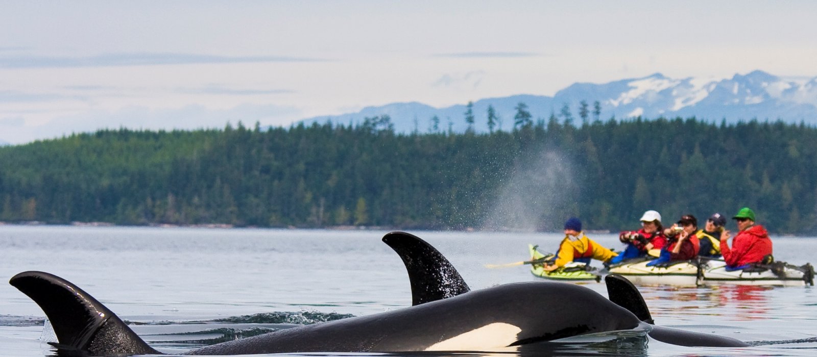 Kayaking Adventure with Orcas