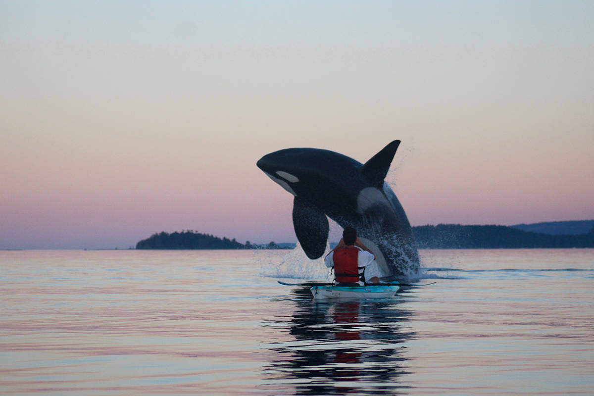 Kayaking with Orcas: An Exhilarating and Awe-Inspiring Adventure