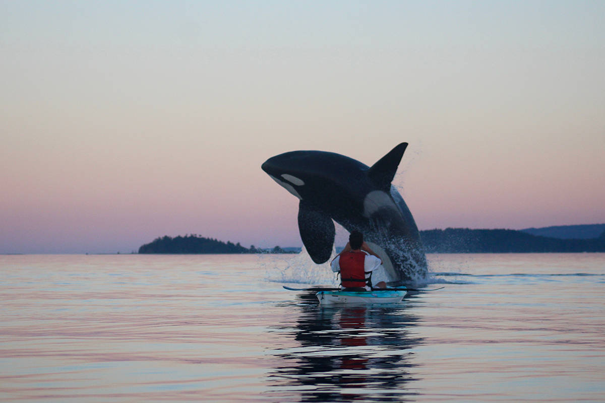 Kayaking Adventure with Orcas