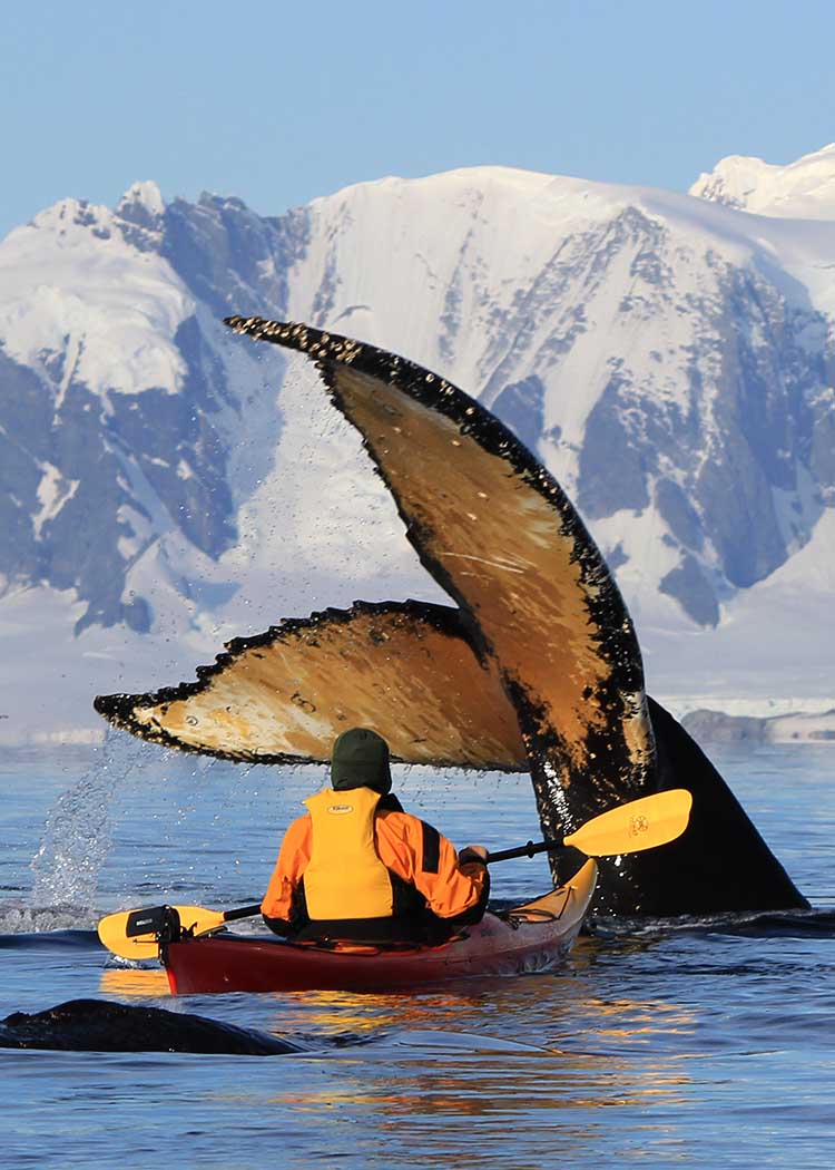Kayaking Adventure with Orcas