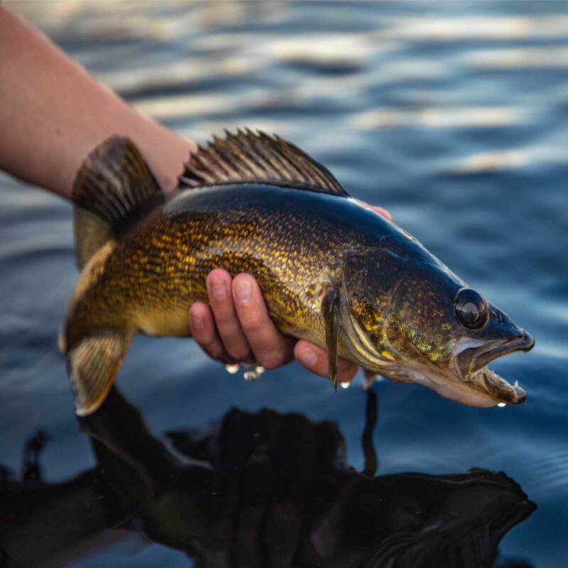 Walleye Fishing