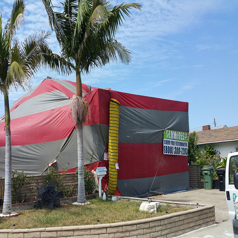 Tent a House for Termites