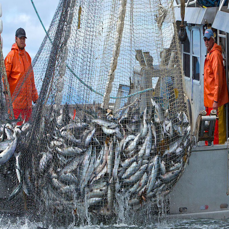 commercial fishing