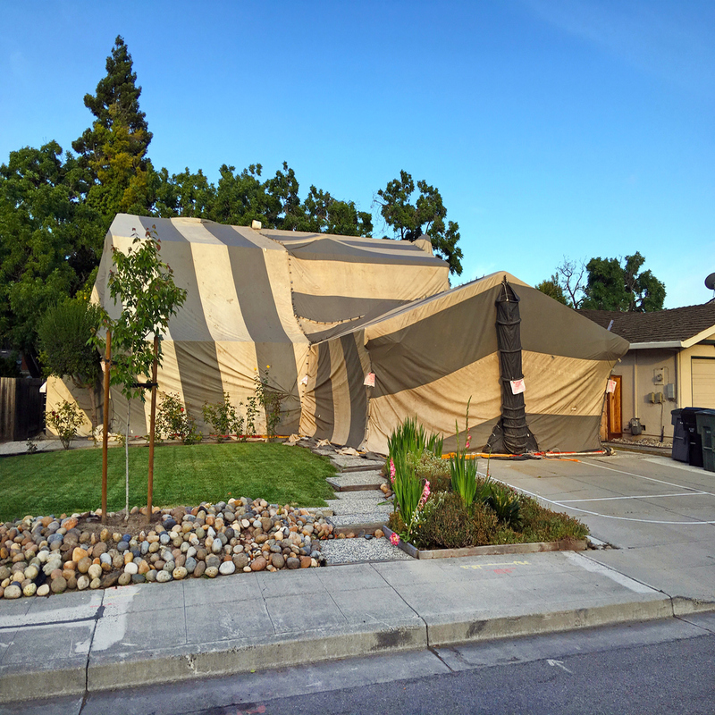 Tent a House for Termites