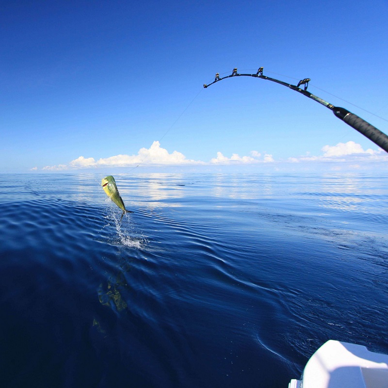 best saltwater fishing rods