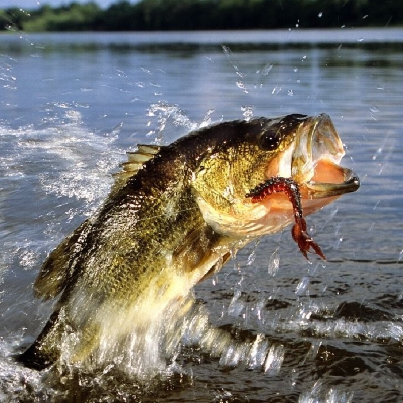 fly fishing for bass