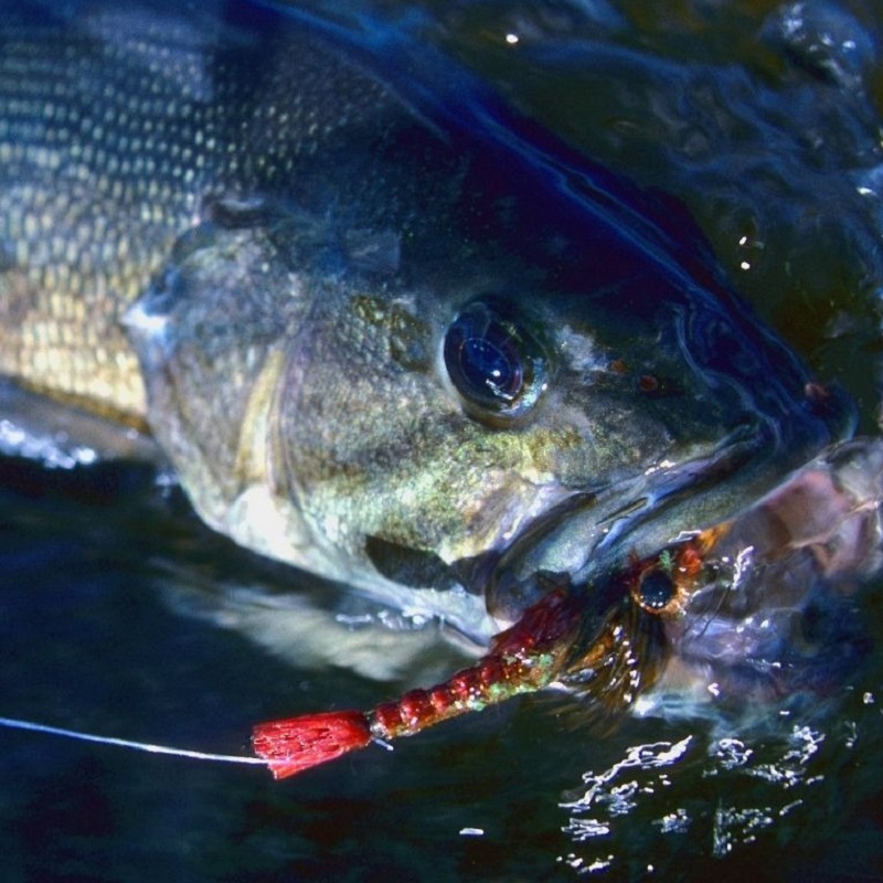 fly fishing for bass