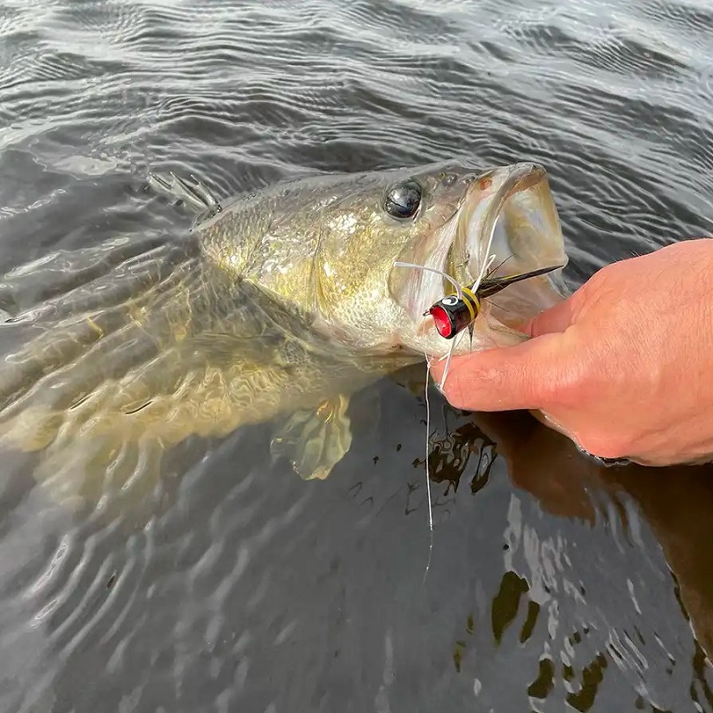 fly fishing for bass