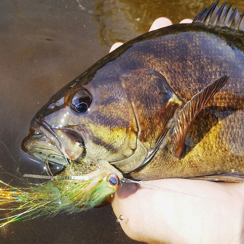 fly fishing for bass