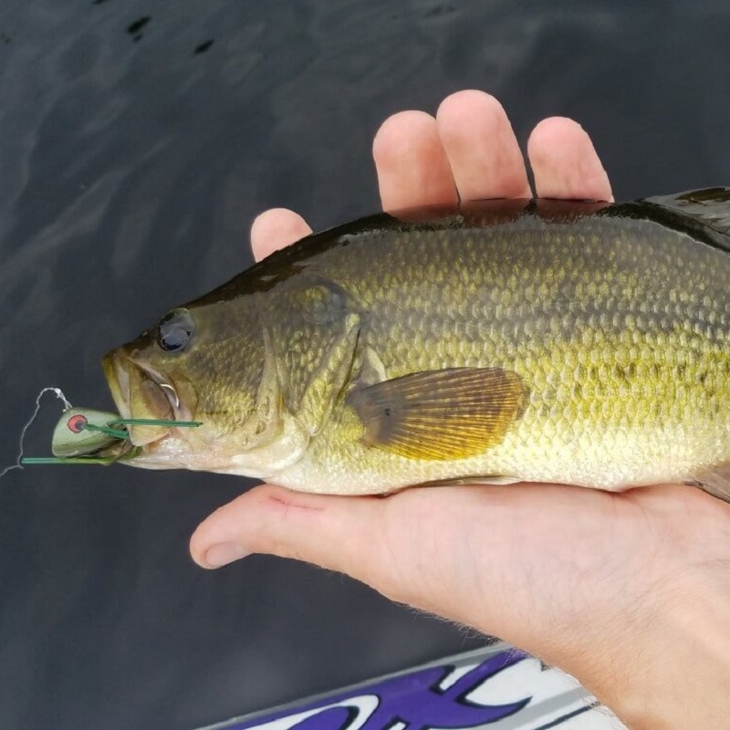 fly fishing for bass